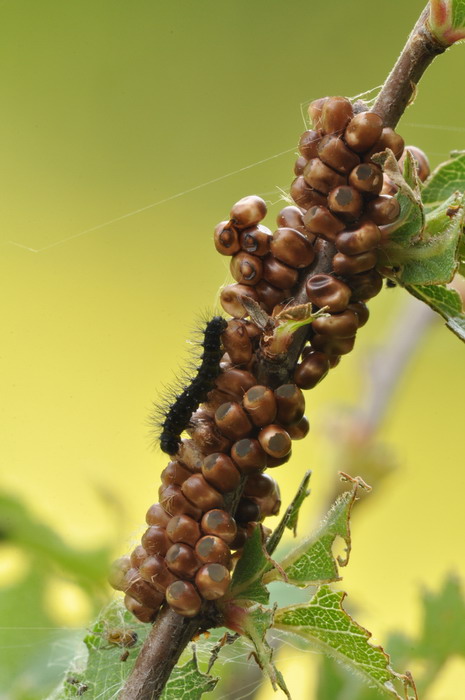 uova e larve di s. pavoniella?